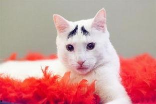 八字眉照片,捕捉东方女性的独特韵味